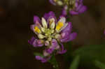 Curtiss' milkwort